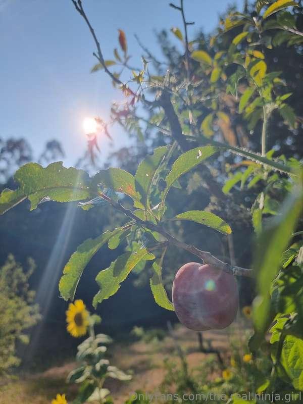 the.real.ninja.girl image #5