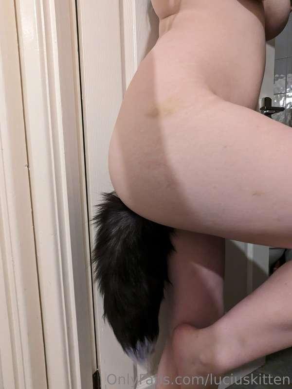 luciuskitten image #2