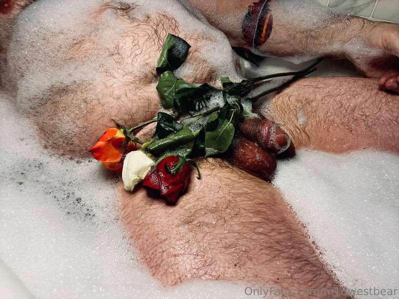 m1dwestbear image #6