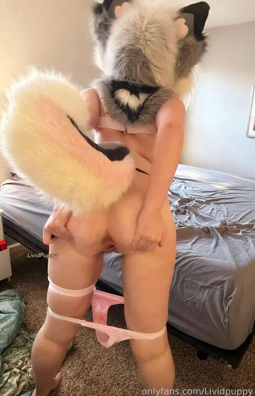 lividpuppy image #1