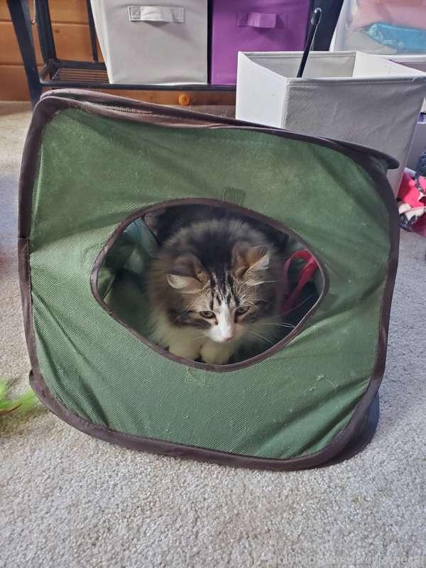 Not quite an impenetrable fortress this time. More of an imp..