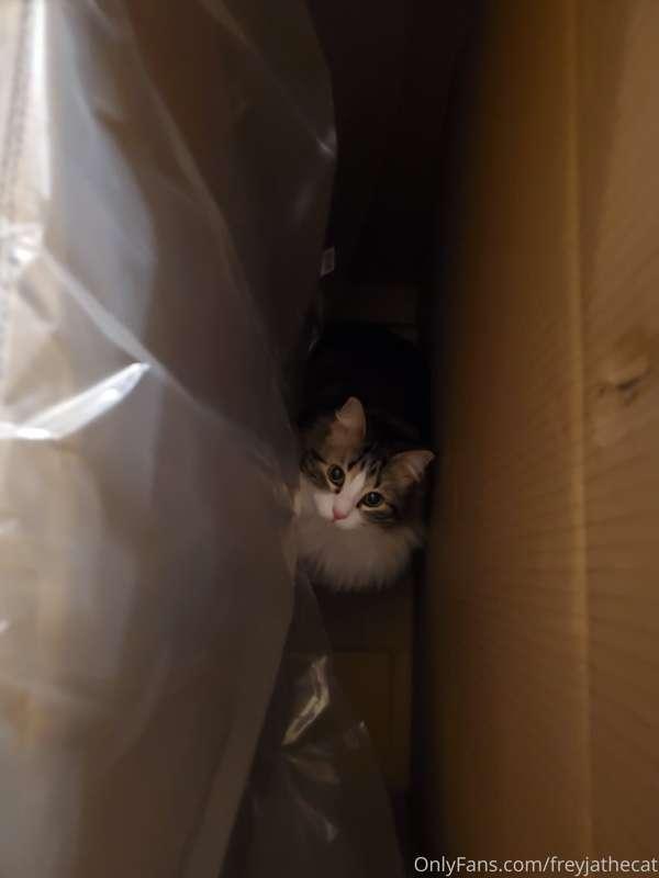Behold, my newest impenetrable fortress! It was even hand-de..