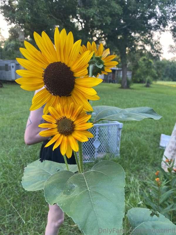 Look at my sunflower!