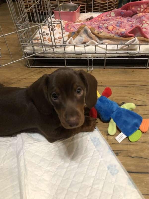 New puppy ! 