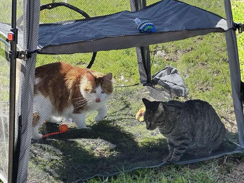 Kitties enjoying some outdoor fresh air! 
