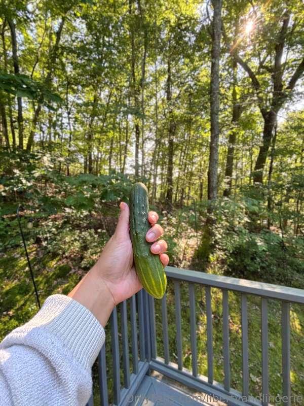 We had such a **MASSIVE cucumber harvest** at the end of the..