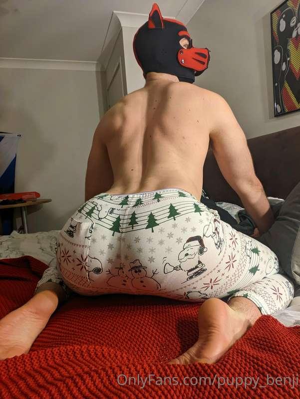 You very well know by now I'm a breeder dog.  So? Where are ..