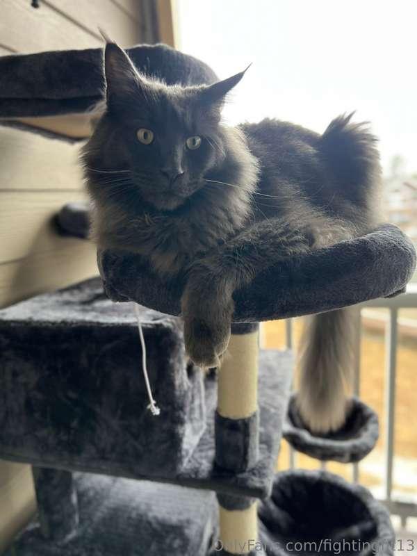 Not the content y’all would expect…but my sweetness Behemoth..