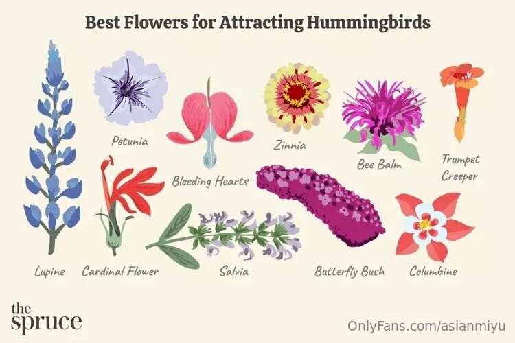 Looking for flowers or seeds that attract hummingbirds.