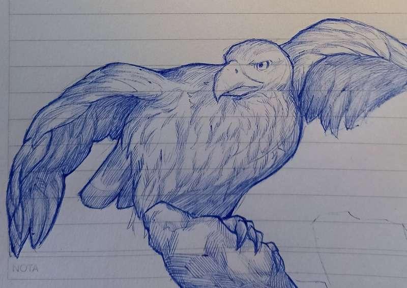 9/5/24 Bird Practice