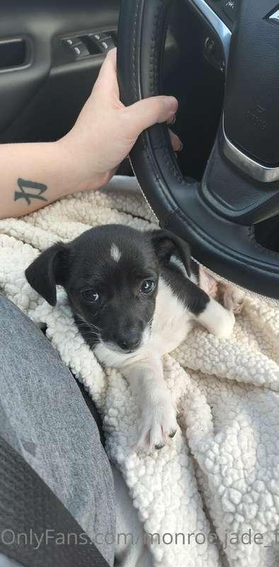 I had to share my excitement ... I got a little puppy!! 🐶