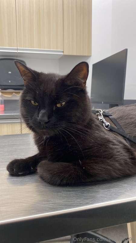 Hello everyone,I’m sorry I’ve been inactive lately. My cat h..