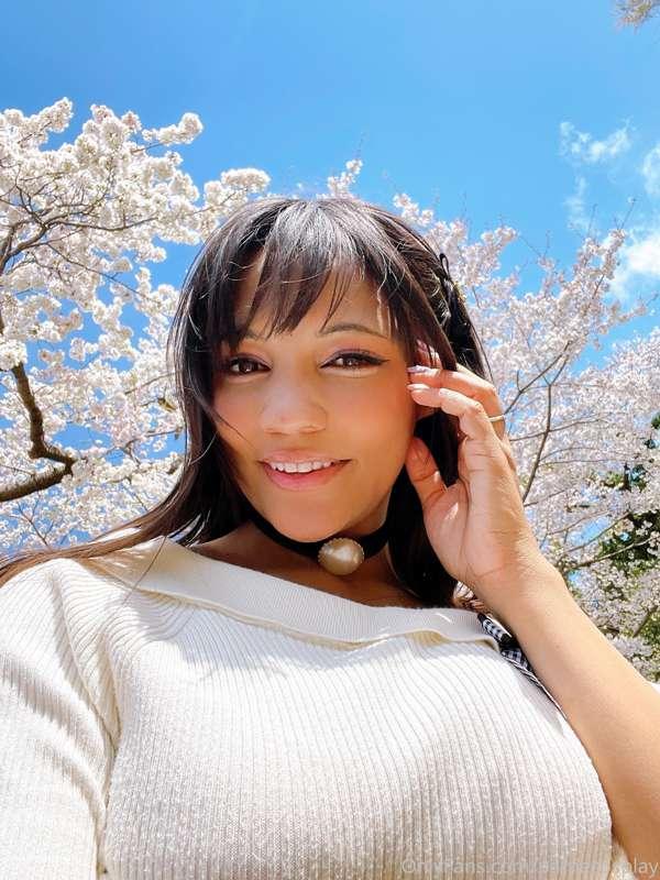 I miss the Sakura~