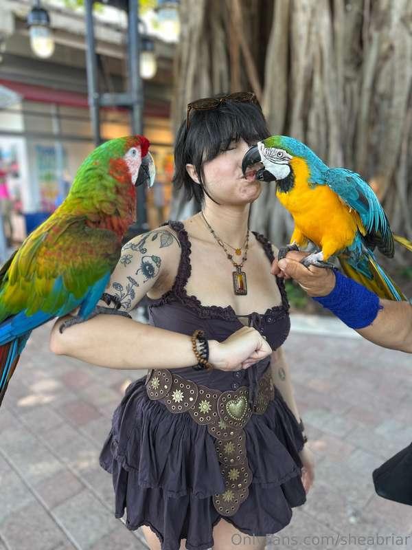 polly wants a.... ?finish the sentence