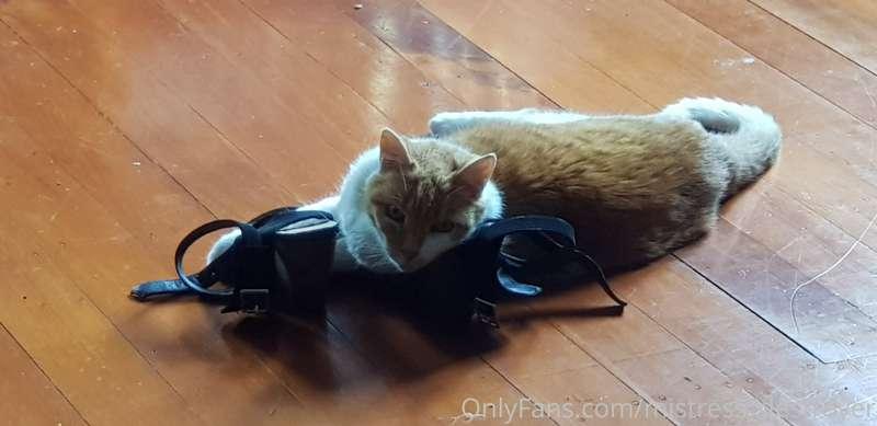 I bet most of you sick fucks wish you were my cat right now,..