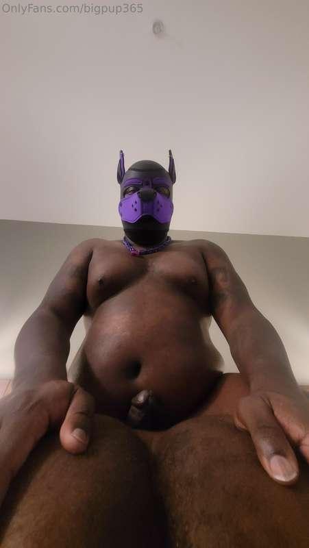 bignerdpup image #16