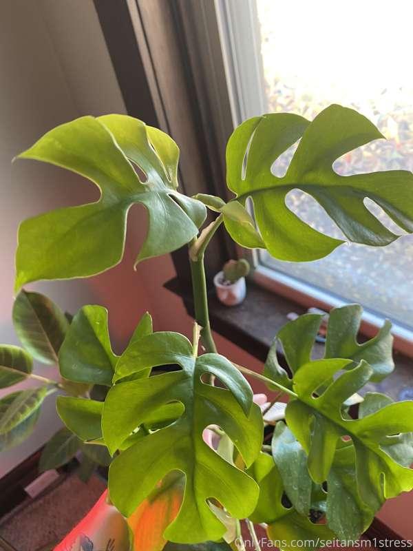 seitansm1stress image #5