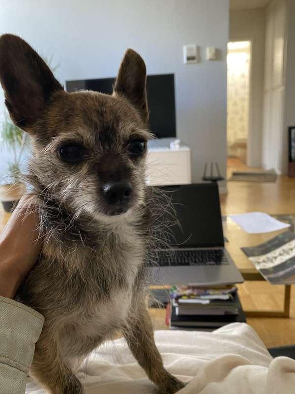 Relaxing at home 🦊💙