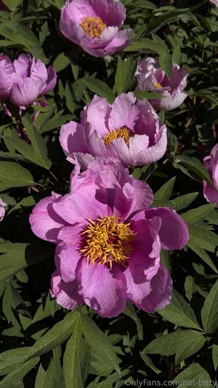 Flowers don’t rush to bloom they unfold in their own time, u..