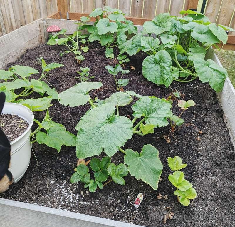 mars.kitten image #0