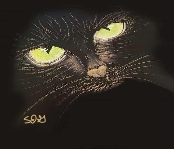 Black cat I drew