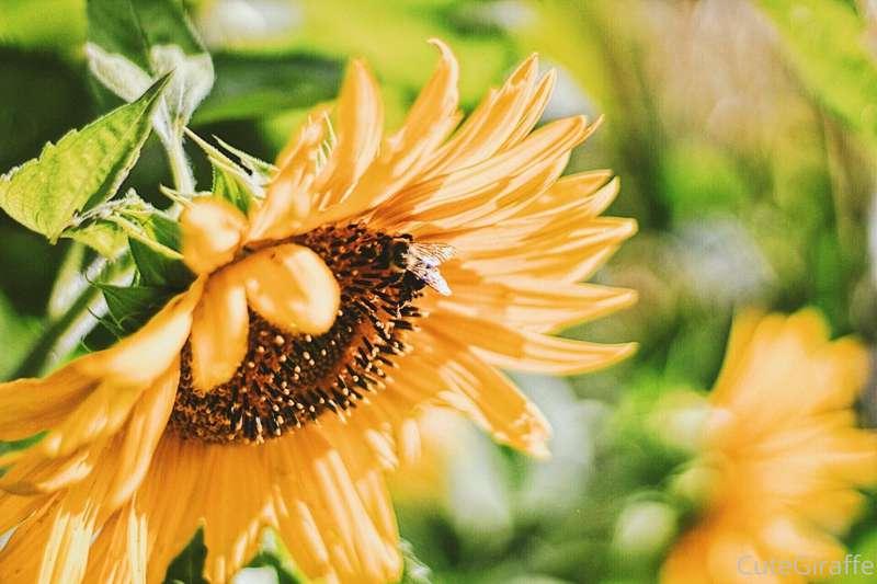I miss summer, here’s a photo I took last year 🐝