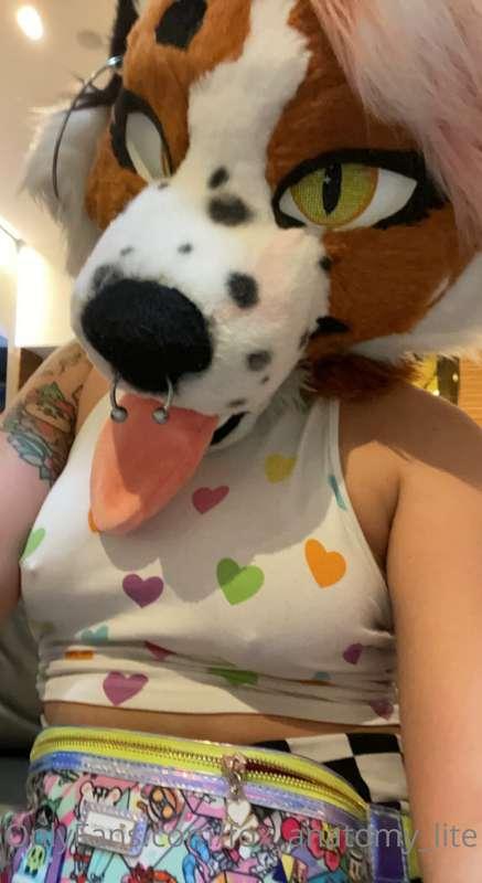 fox_anatomy_lite image #0