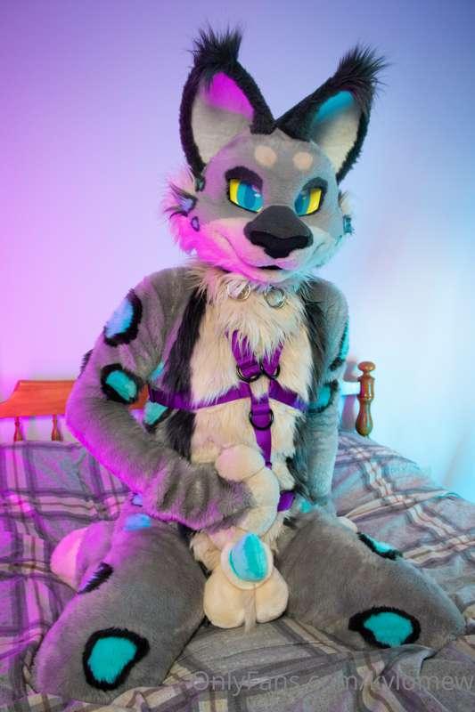 so many places to put a leash~ which one are you picking?? 👀