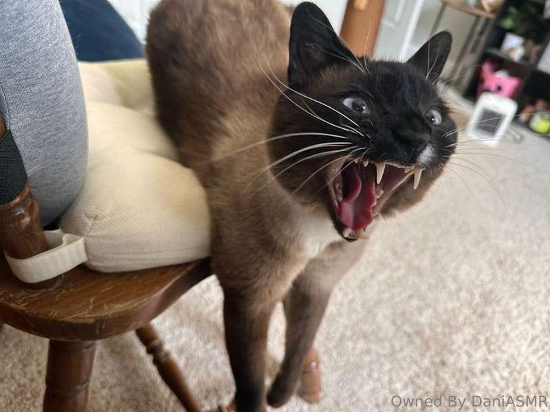 Caught Lily mid-yawn 😂😋