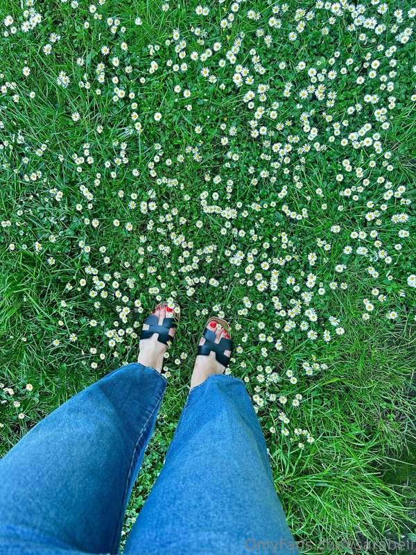 Chamomile fields embody the beauty and majesty of nature.✨😍🌼..