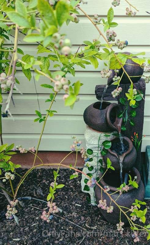 mars.kitten image #1