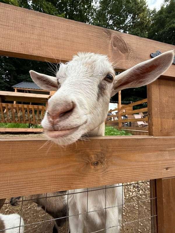 yoursmalldoll image #5