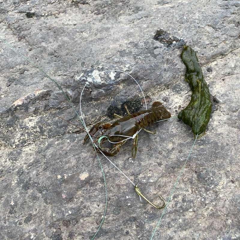 Only caught a crayfish lol