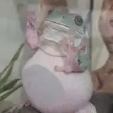 Jtopau