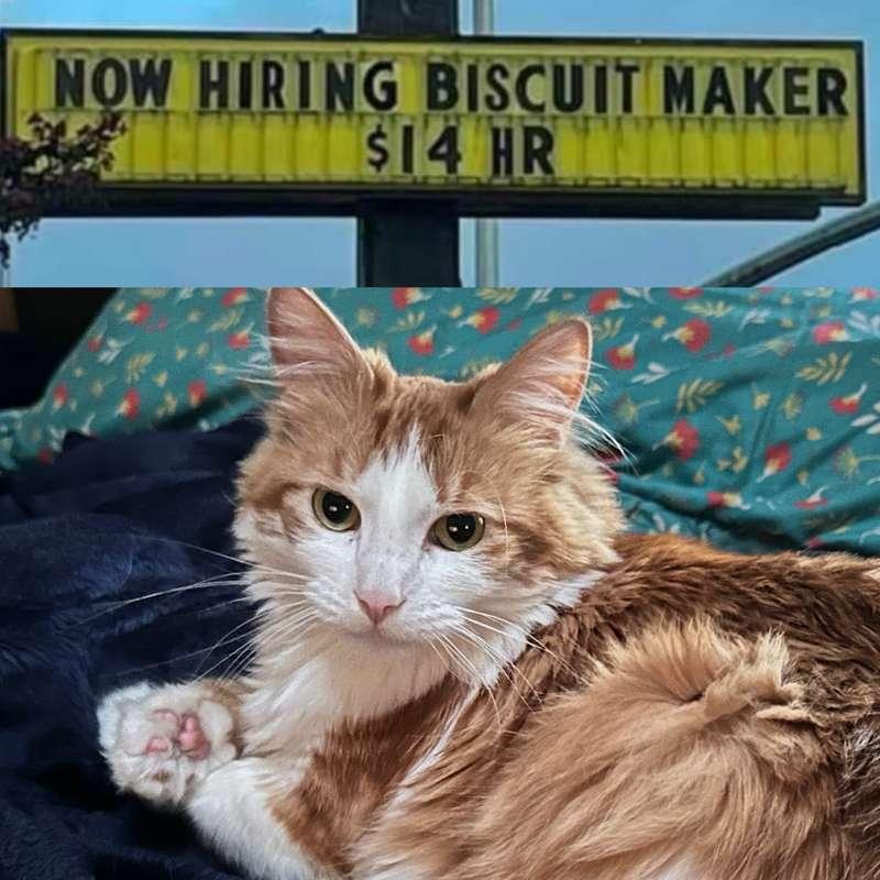 Opie is interested in the position’ 