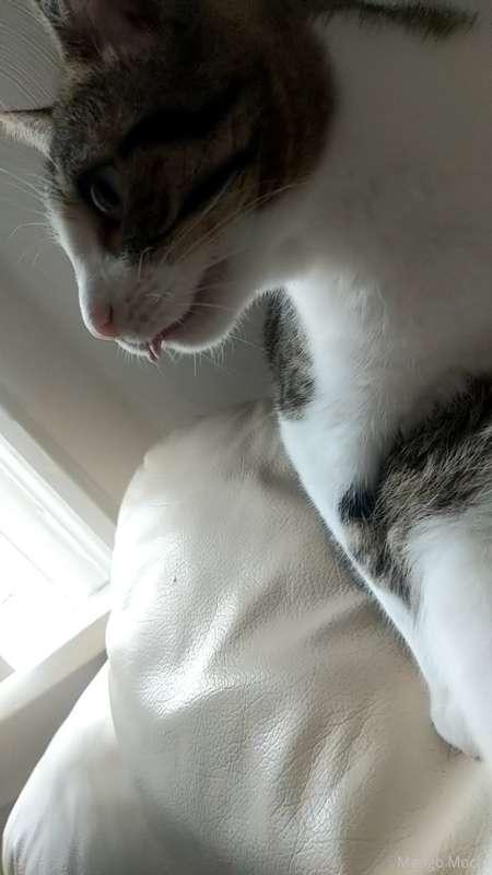 No new content today but my cat did this lil tongue stick ou..