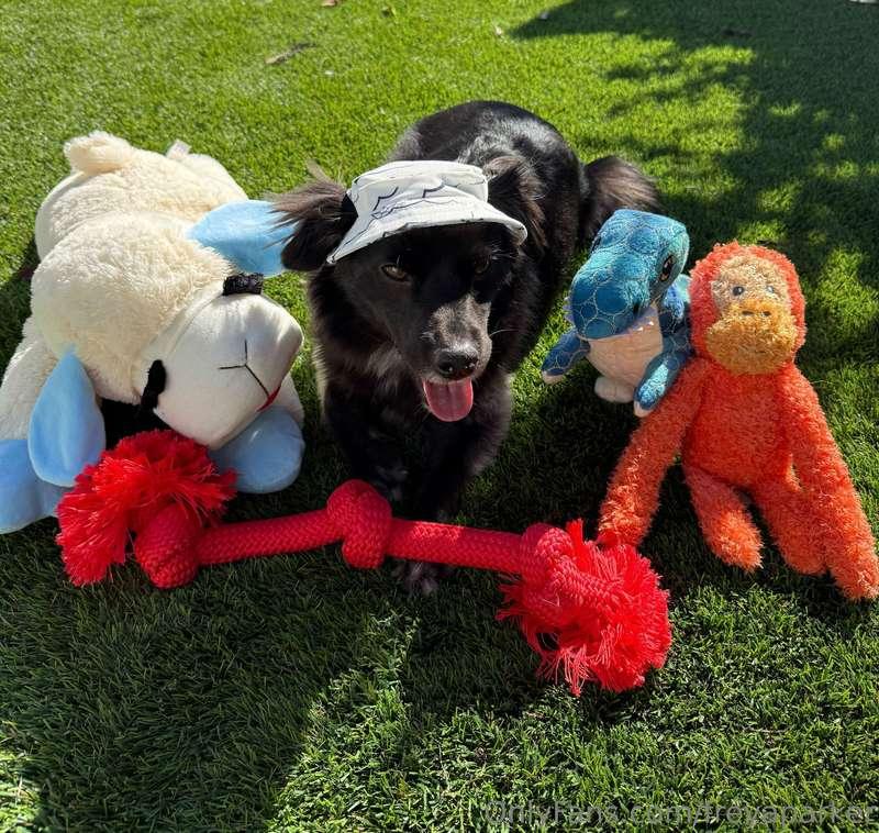 Barna is still loving all of his toys and he hasn't ripped t..