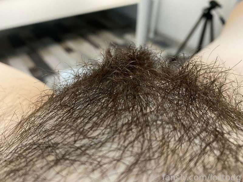 lostodg image #1