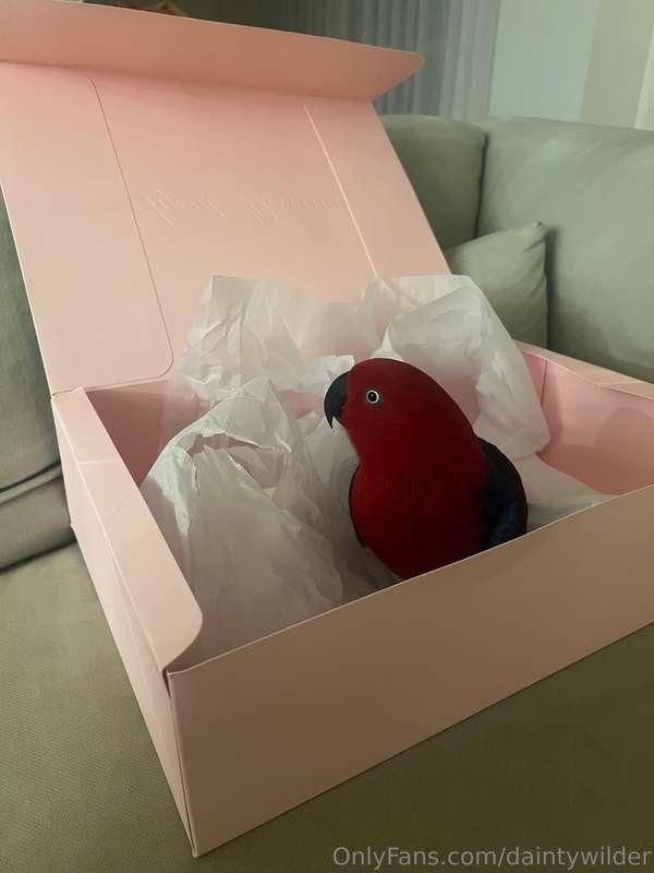 New lingerie box = perfect play box for Candy 🐦📦