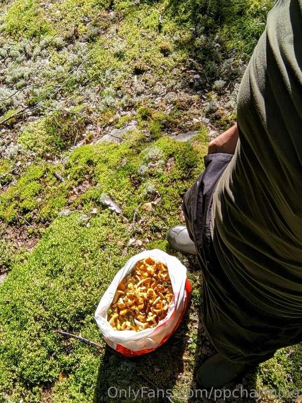 Today i went picking mushrooms.  Here due to the right to ro..