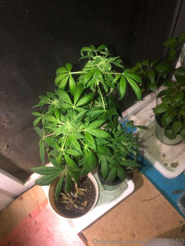 My little weed 