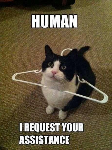 😹this is literally how I imagine Toothless, my cat, talks XD