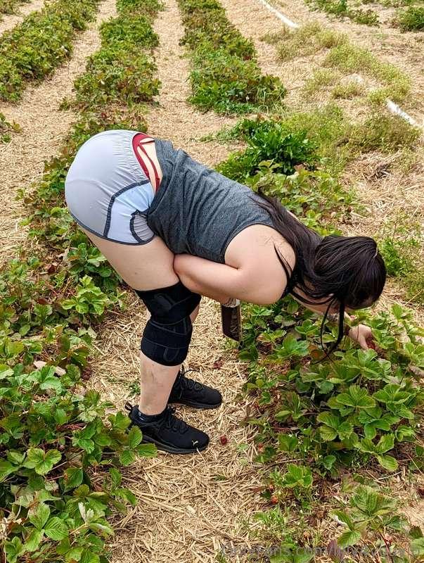 Would anyone like to go strawberry picking with me again? 🏃🏻..