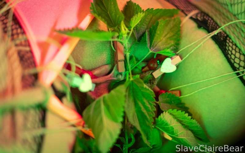 slaveclairebear image #1