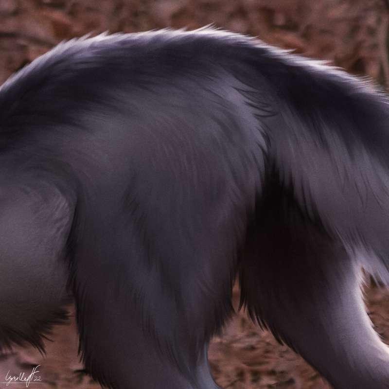 Wolf's Booty