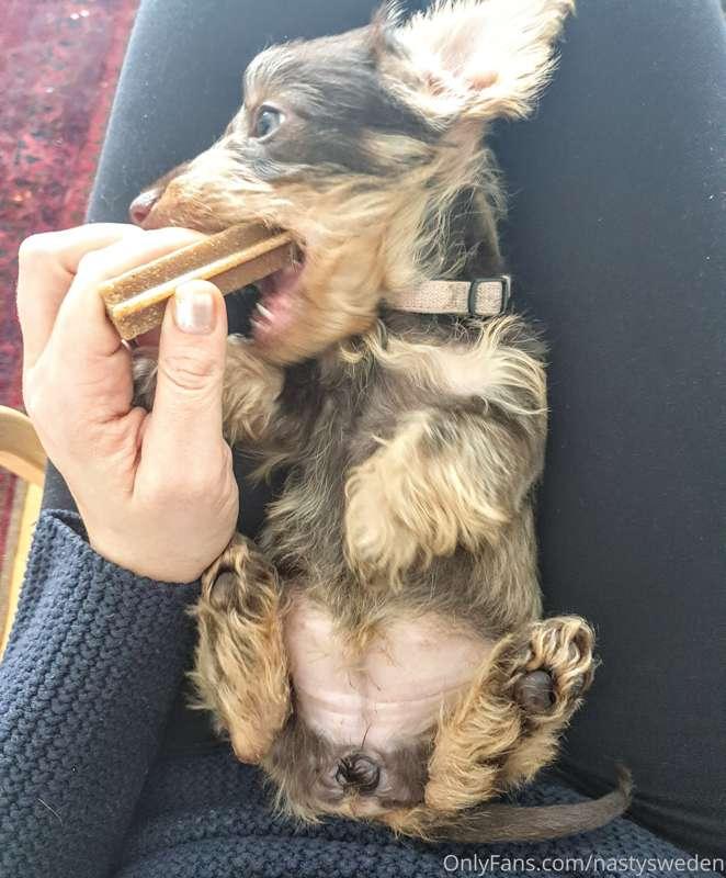 Today i got to cuddle & play with this cute puppy 🥰🙏🐶💕🐾