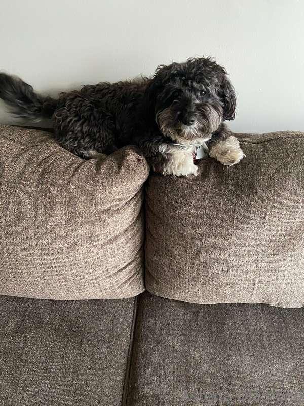 My son Sammy ❤️ my havanese 😊  If you want to leave a tip fo..