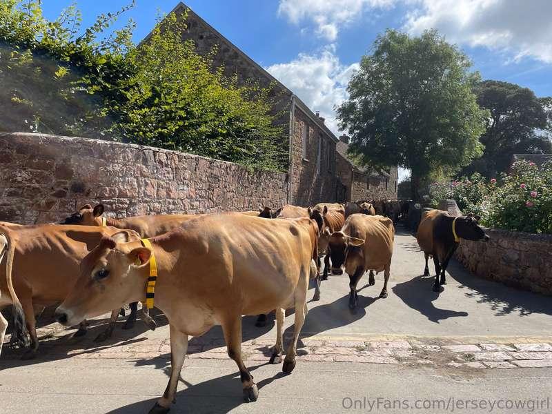 Rush hour looks a little different out here 🚜🐮