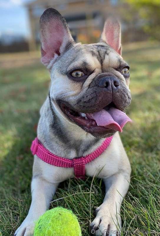 Update ‼️New video OUT TOMORROW 😁😉Also do u like dogs ? Well..