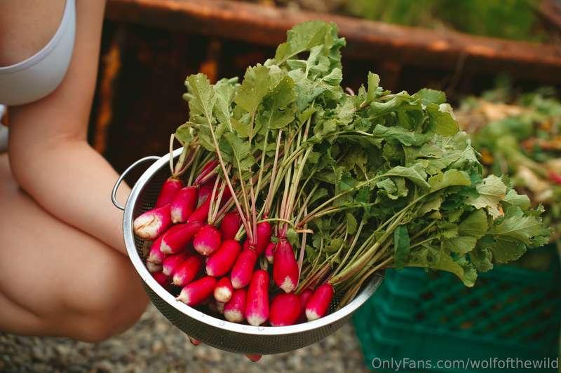 wolfofthewild image #4